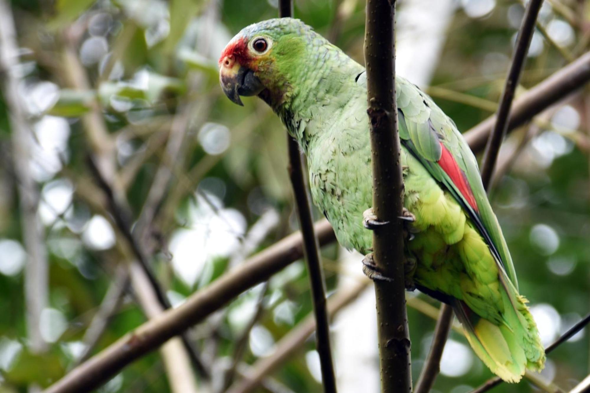 Hotel Arenal Country Inn La Fortuna Zewnętrze zdjęcie