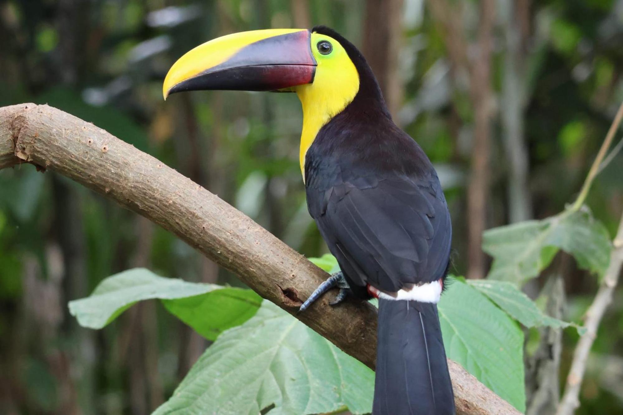 Hotel Arenal Country Inn La Fortuna Zewnętrze zdjęcie