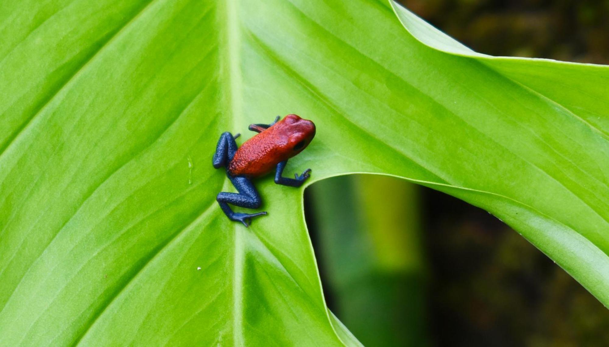 Hotel Arenal Country Inn La Fortuna Zewnętrze zdjęcie