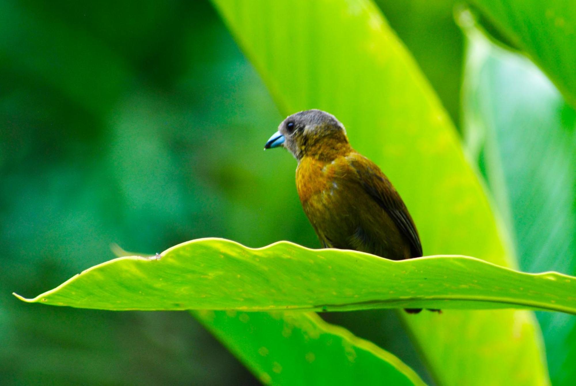 Hotel Arenal Country Inn La Fortuna Zewnętrze zdjęcie