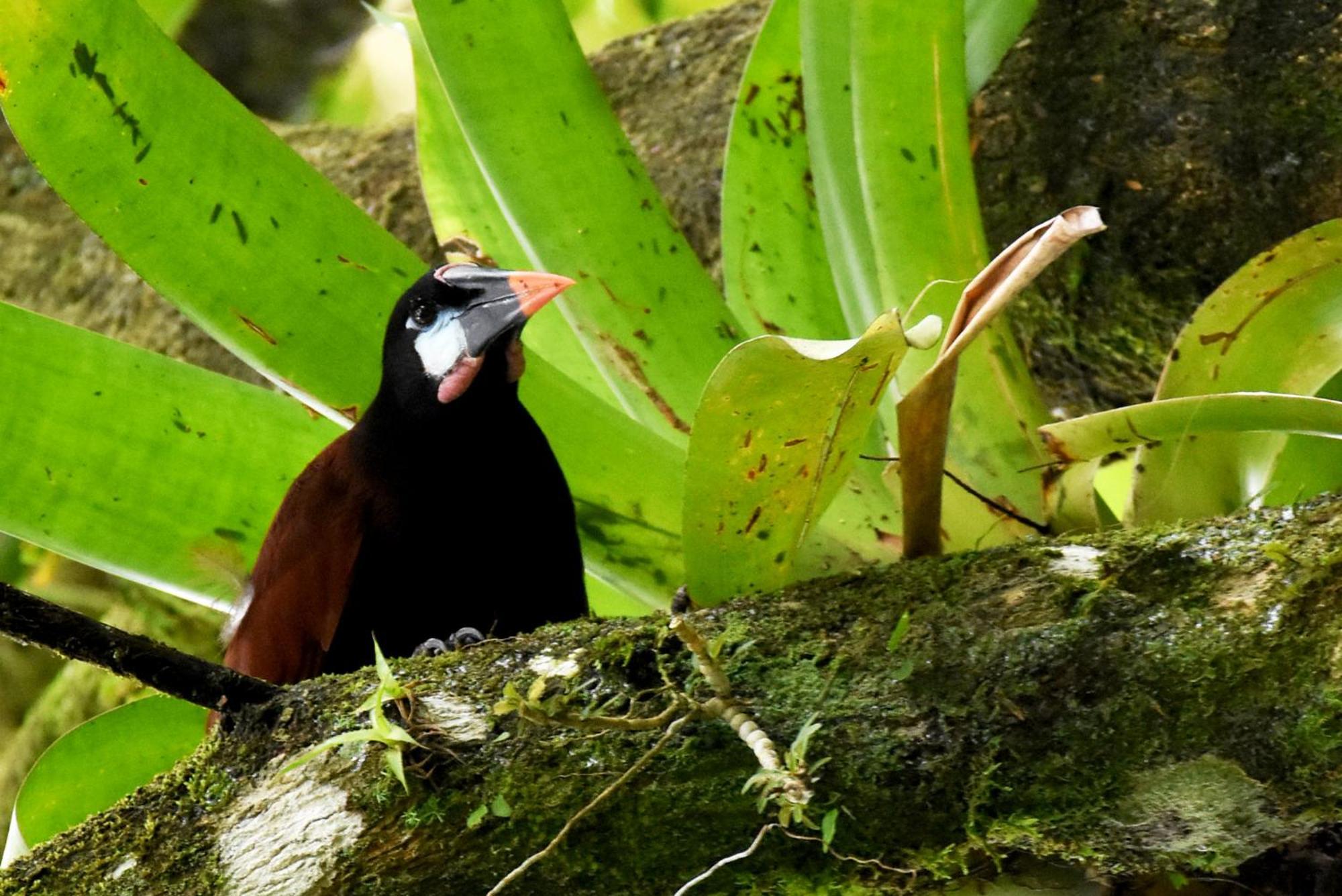 Hotel Arenal Country Inn La Fortuna Zewnętrze zdjęcie