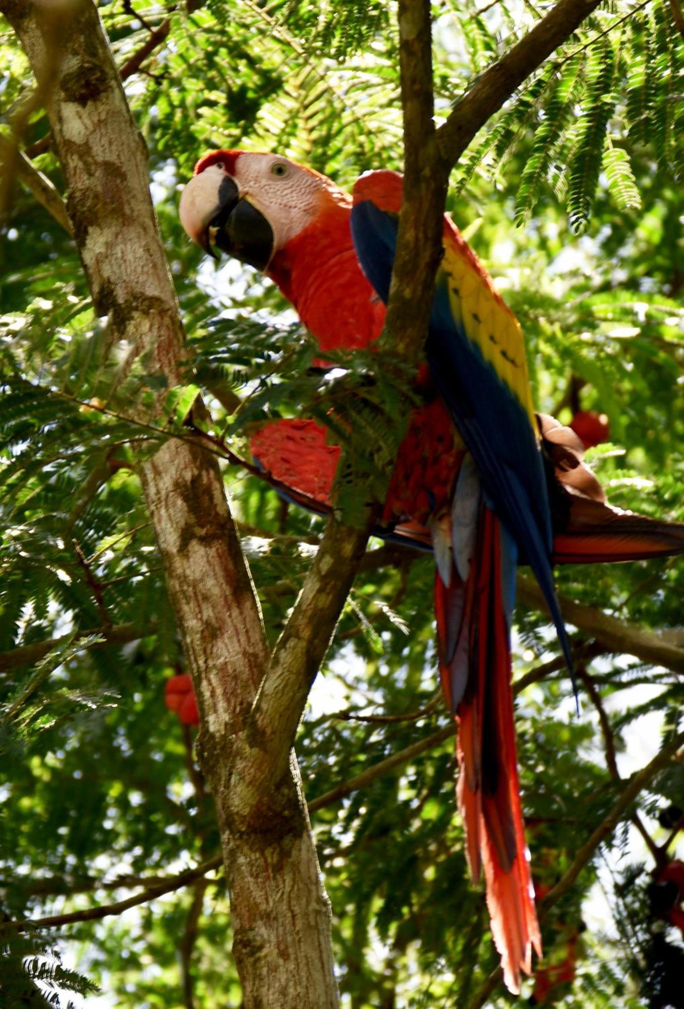 Hotel Arenal Country Inn La Fortuna Zewnętrze zdjęcie